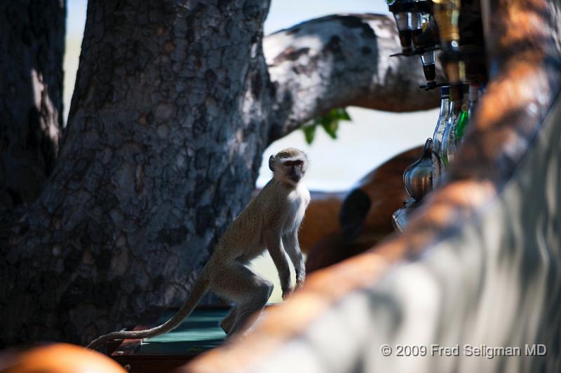 20090613_121806 D3 (1) X1.jpg - Baboons can be quite mischievous around people.  This baboon was intent on getting something from the bar at our lodge.   Their diet is mostly vegetarian